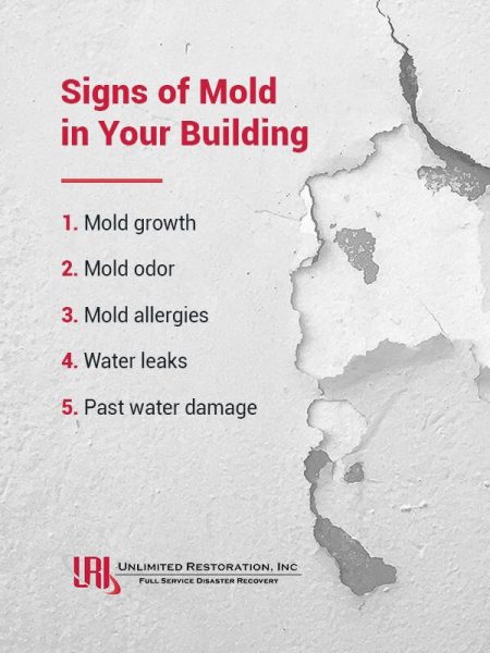 What Level Of Mold Is Dangerous? | Unlimited Restorstion